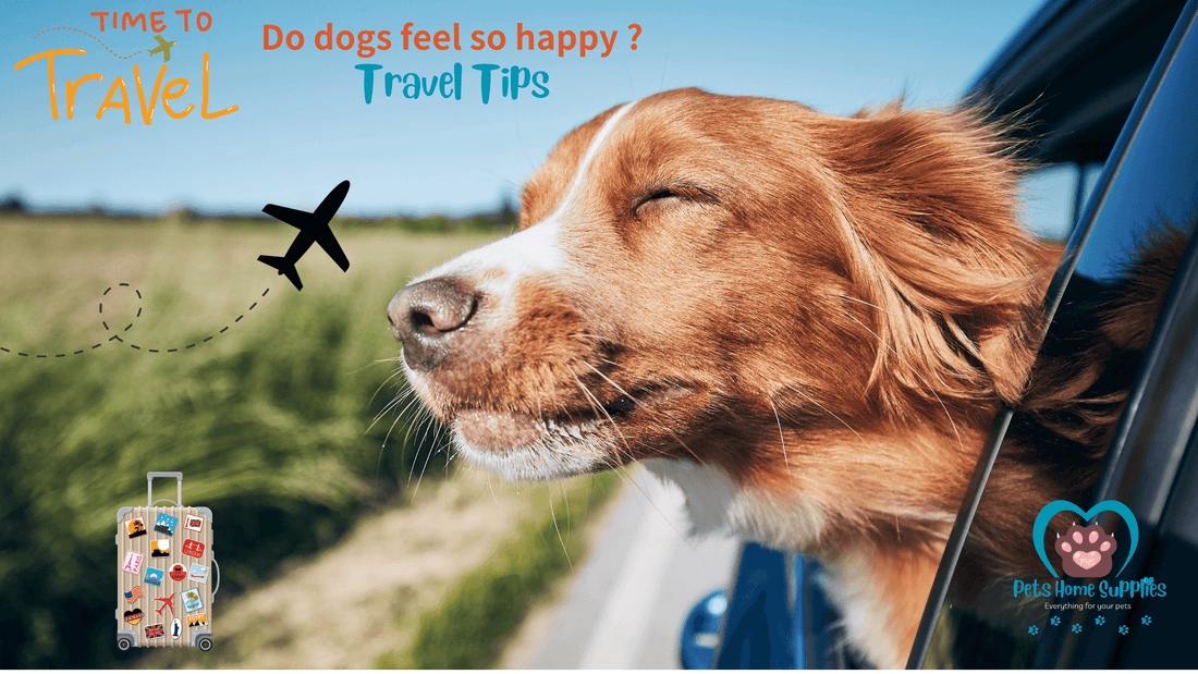 Travel Tips - How to keep your child (puppy) happy and healthy when travelling together?