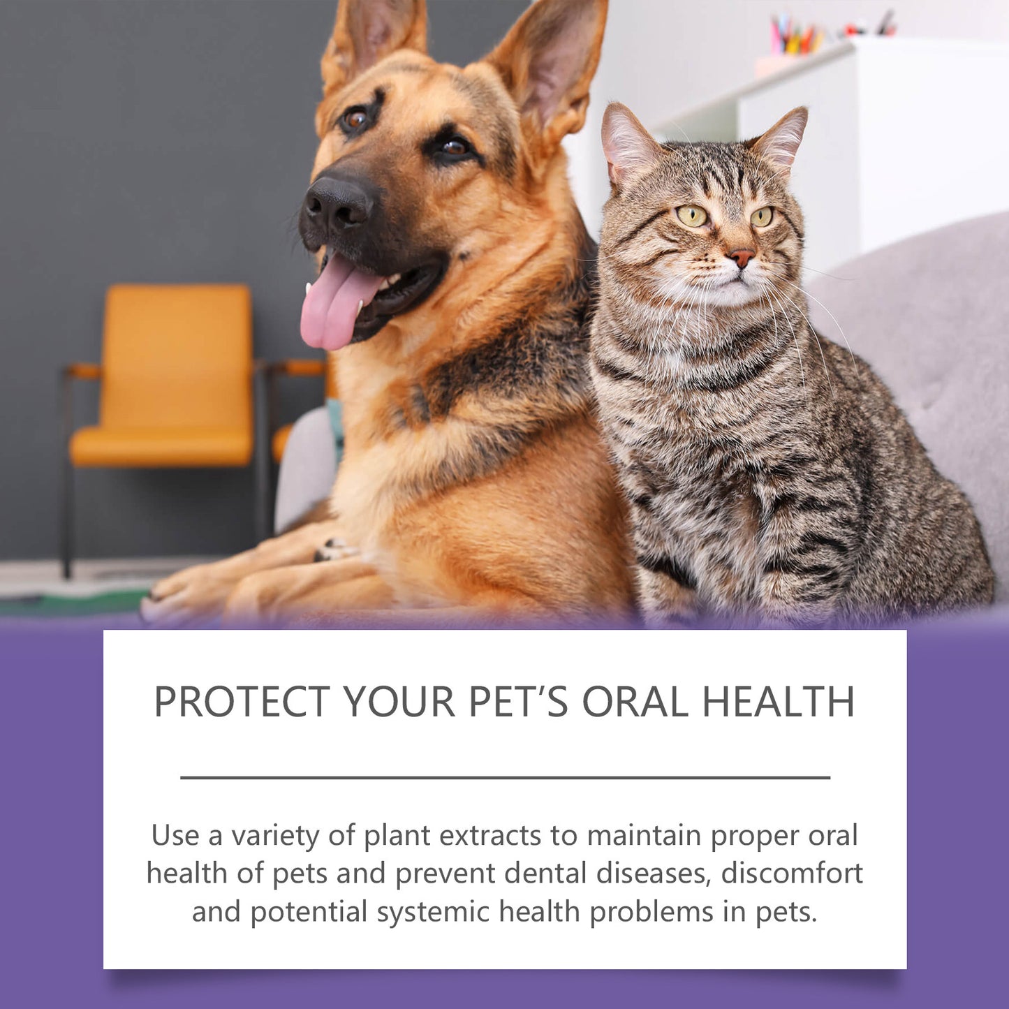 2件3毫升寵物牙齒清潔凝膠清新口氣牙齒美白牙刷去除牙垢口腔護理牙齒修復狗牙刷