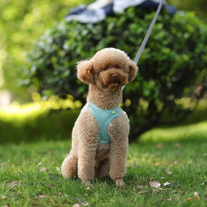 小型犬用 犬用ハーネス リーシュセット 調節可能 子犬 猫用ハーネス ベスト フレンチブルドッグ チワワ パグ アウトドア ウォーキングリード リーシュ