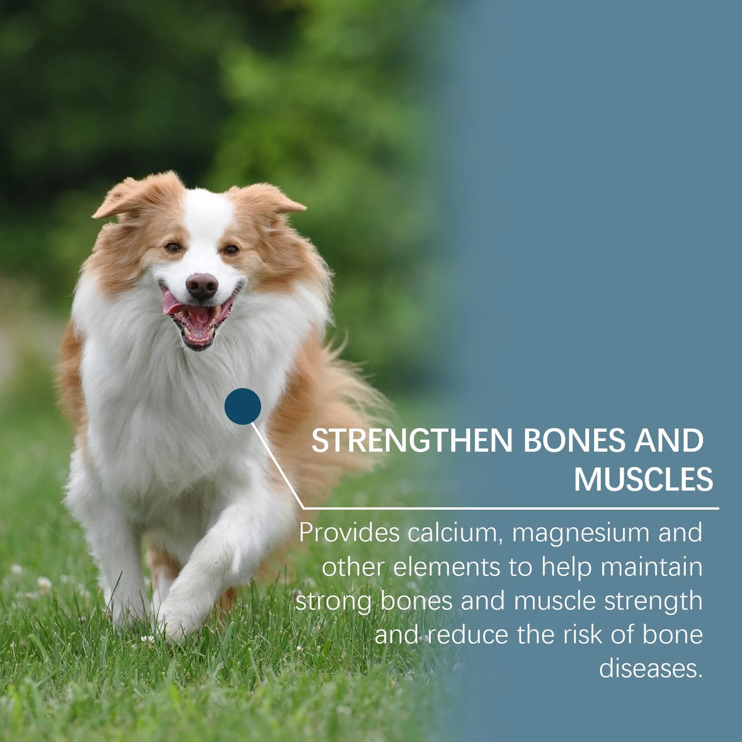 80錠 - 犬のための必須微量栄養素サプリメント - ペットの健康と幸福をサポートするバランスの取れた栄養