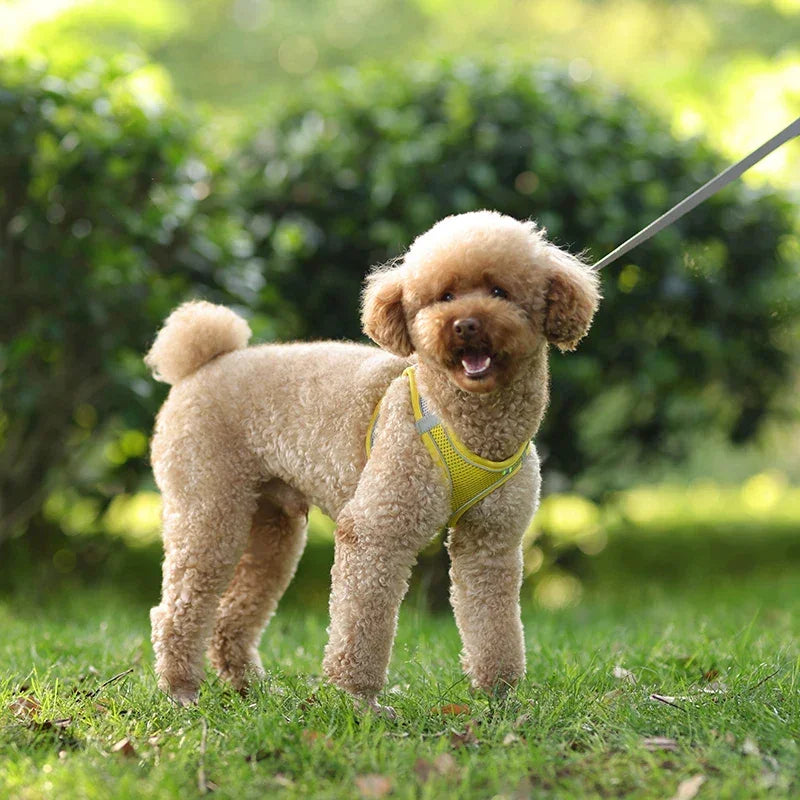 小型犬用 犬用ハーネス リーシュセット 調節可能 子犬 猫用ハーネス ベスト フレンチブルドッグ チワワ パグ アウトドア ウォーキングリード リーシュ