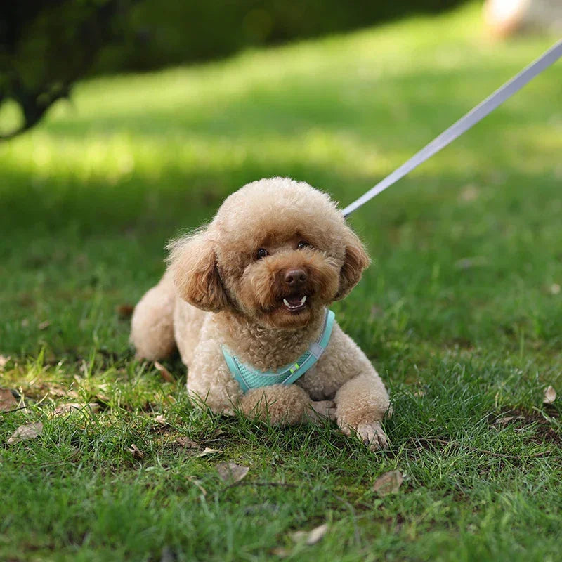 小型犬用 犬用ハーネス リーシュセット 調節可能 子犬 猫用ハーネス ベスト フレンチブルドッグ チワワ パグ アウトドア ウォーキングリード リーシュ