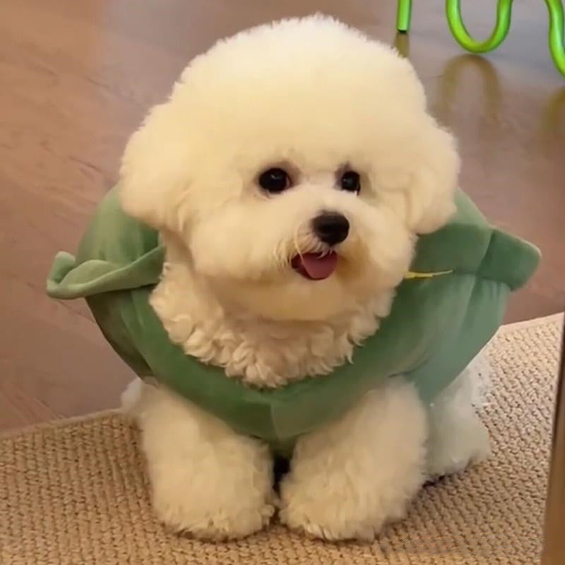 龜殼寵物背心趣味服裝