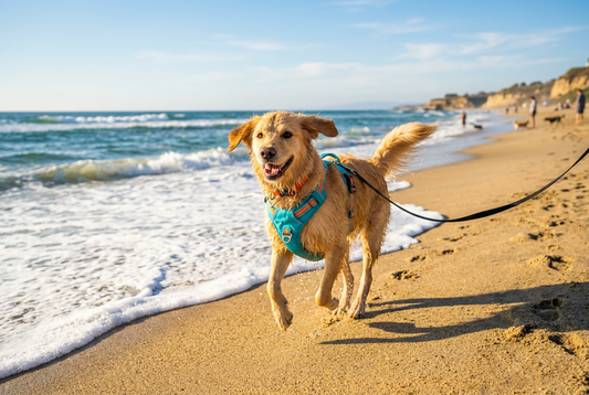 How to Choose a Safe, Comfortable Dog Harness