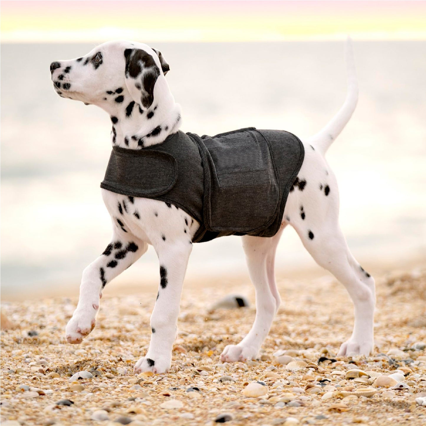 おしゃれな犬服 暖かいベスト