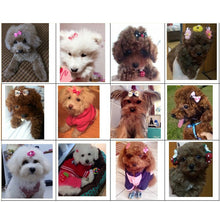 20個雙層寵物毛蝴蝶結,多種顏色可選