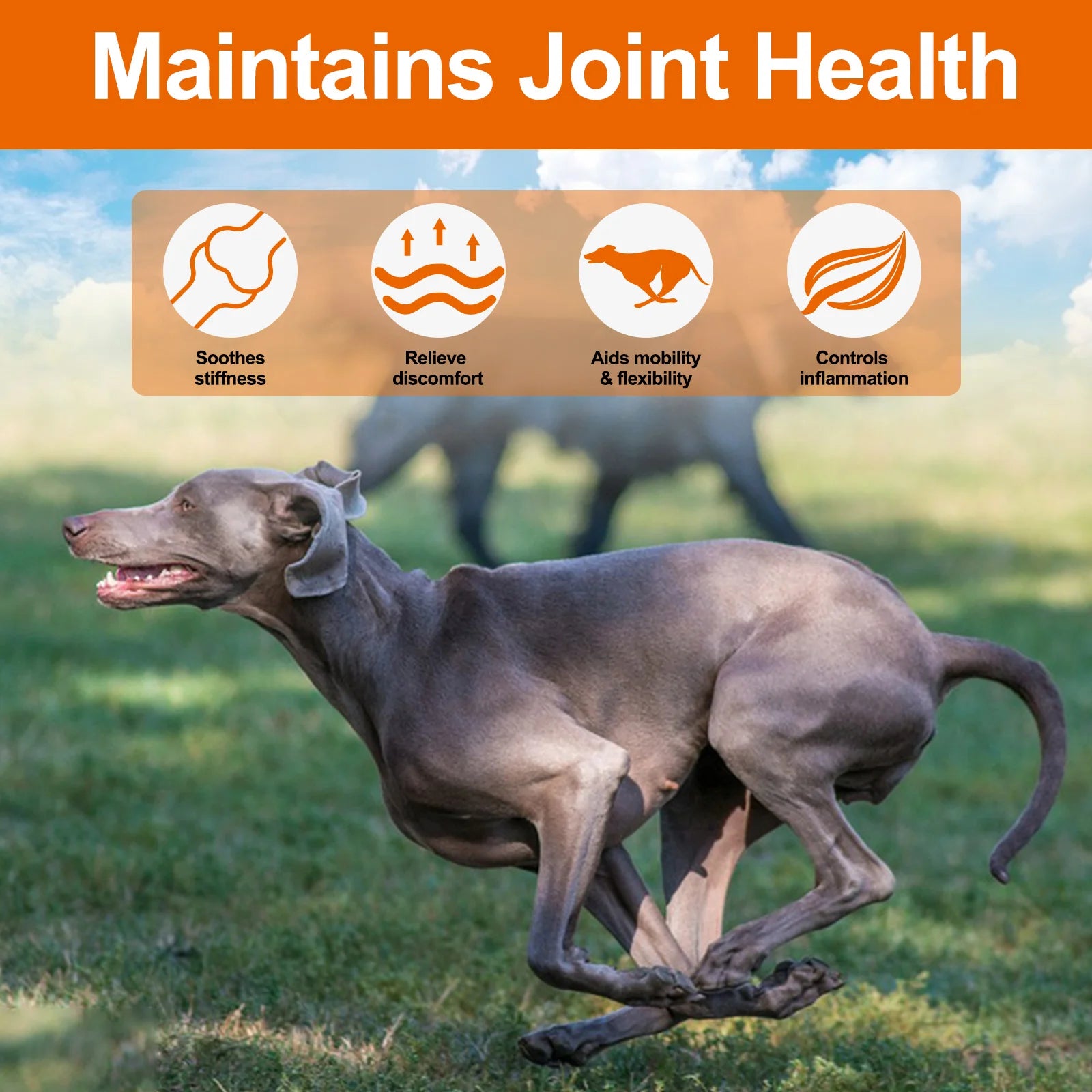 Hip and Joint Supplement with Glucosamine for Dogs 170 Dog Joint Pain Relief Treats Chondroitin MSM Dog Joint Supplement Health