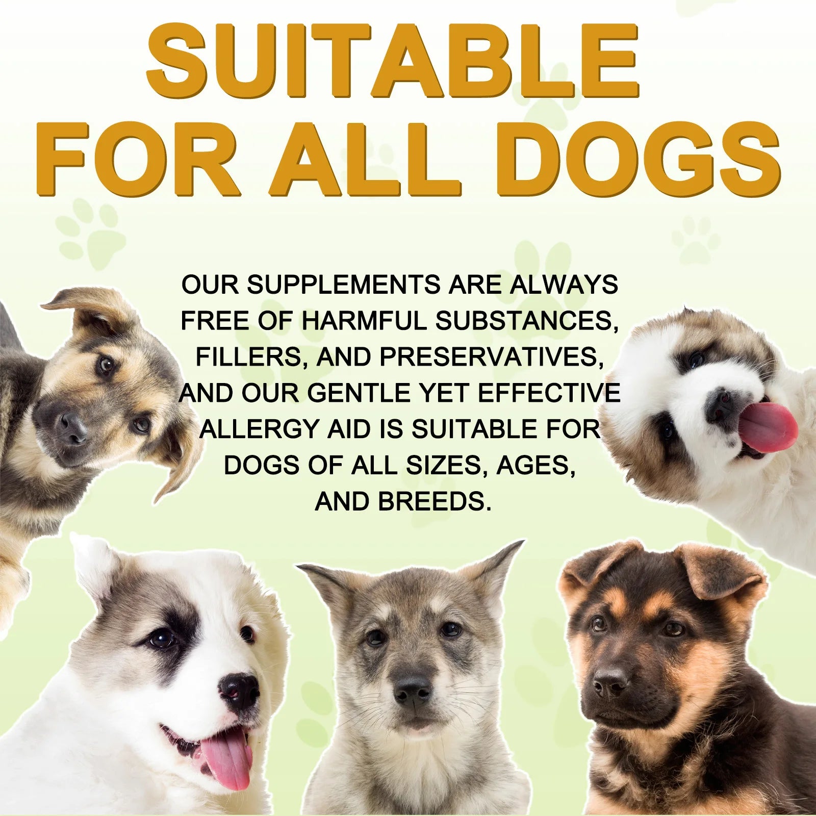 Comprehensive Canine Allergy Aid & Immunity Support for Dog