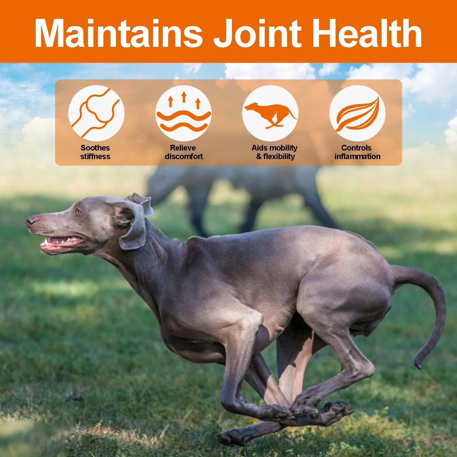 Hip and Joint Supplement for Dogs Glucosamine Joint Pain Relief Treats Chondroitin MSM Supplement Health Mobility Support Chews