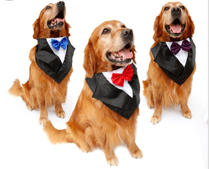 Group of dogs wearing colorful pet bandanas for style and comfort