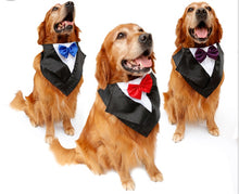 Group of dogs wearing colorful pet bandanas for style and comfort