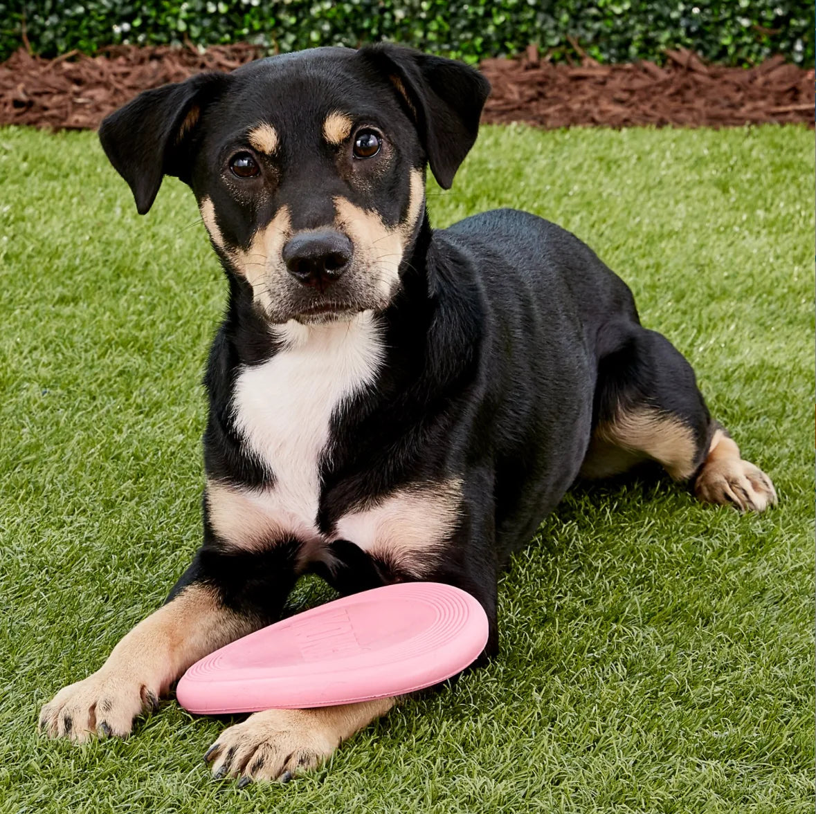 KONG Puppy Flyer Dog Toy, Blue/Pink
