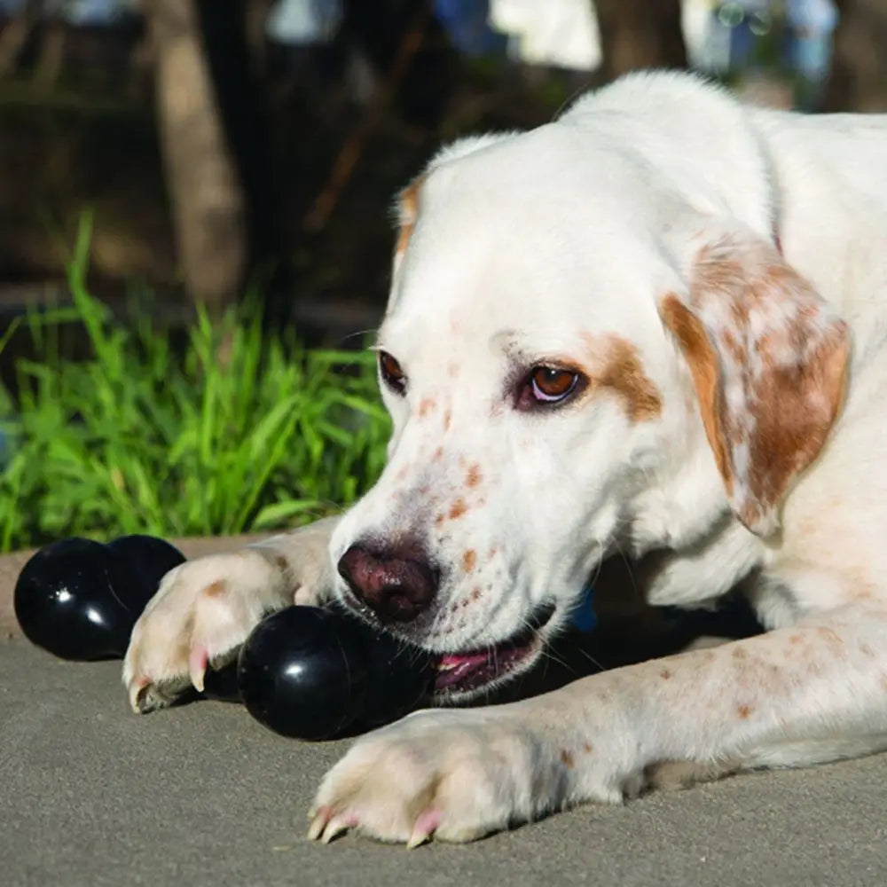 L-Size KONG Extreme Goodie Bone Dog Toy