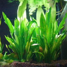 15公分/10公分水下人造水生植物裝飾品適用於水族箱魚缸綠水草造景裝飾熱銷