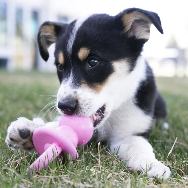 KONG Puppy Binkie Color Varies S/M