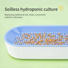 Hydroponic Cat Grass Box Cat Treats Catnip Hydroponic Soilless Planting Cat Grass Pot Set for Easy Growth