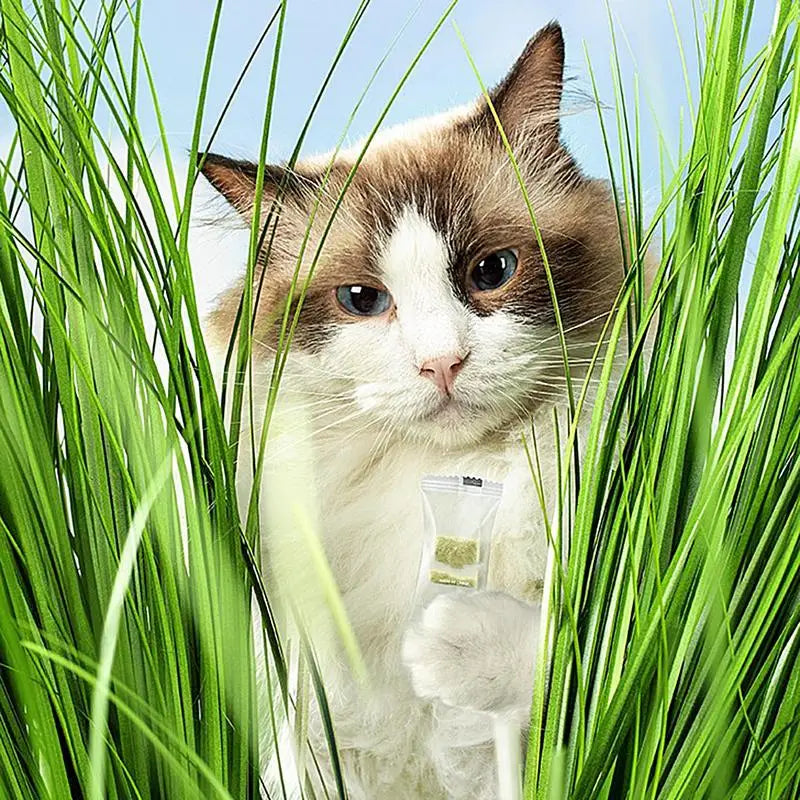 60g Cat Teeth Edible Catnip Toy Cat Grass Snack Natural Freeze Dried Pet Teething Molars Stick Natural Grass Snack for Cat