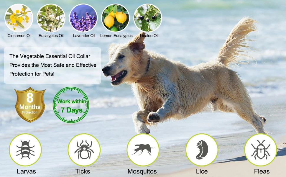 SEISSO Antiparasitic Collar for Dogs 8 Months of Protection Collar Protects Dogs and Cats from Fleas  Lice Mosquitoes Larvae