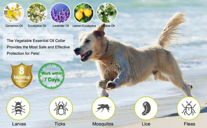SEISSO Antiparasitic Collar for Dogs 8 Months of Protection Collar Protects Dogs and Cats from Fleas  Lice Mosquitoes Larvae