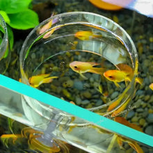 魚餵食環水族箱魚缸站浮動食物托盤餵食器水族箱配件帶強力吸盤