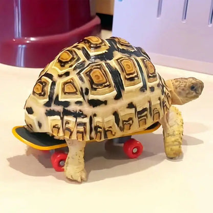 Mini Small Skateboard For Turtles Parrot Toy with 2 Turtle Feeding Ball Fruit Vegetable Holder Finger Skate Board For Tortoise