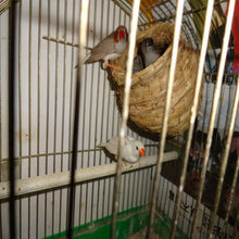 鳥籠草編手工鳥巢趣味天然纖維模擬鳥舍鳥類休息繁殖場所手工鳥巢