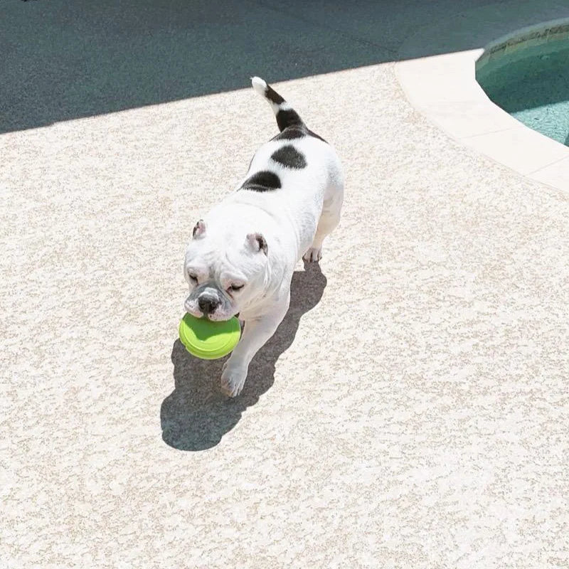 CAITEC Dog Toys Squeaking Foraging Disc Springy Durable Floatable Foraging and Chewing Pet Toy