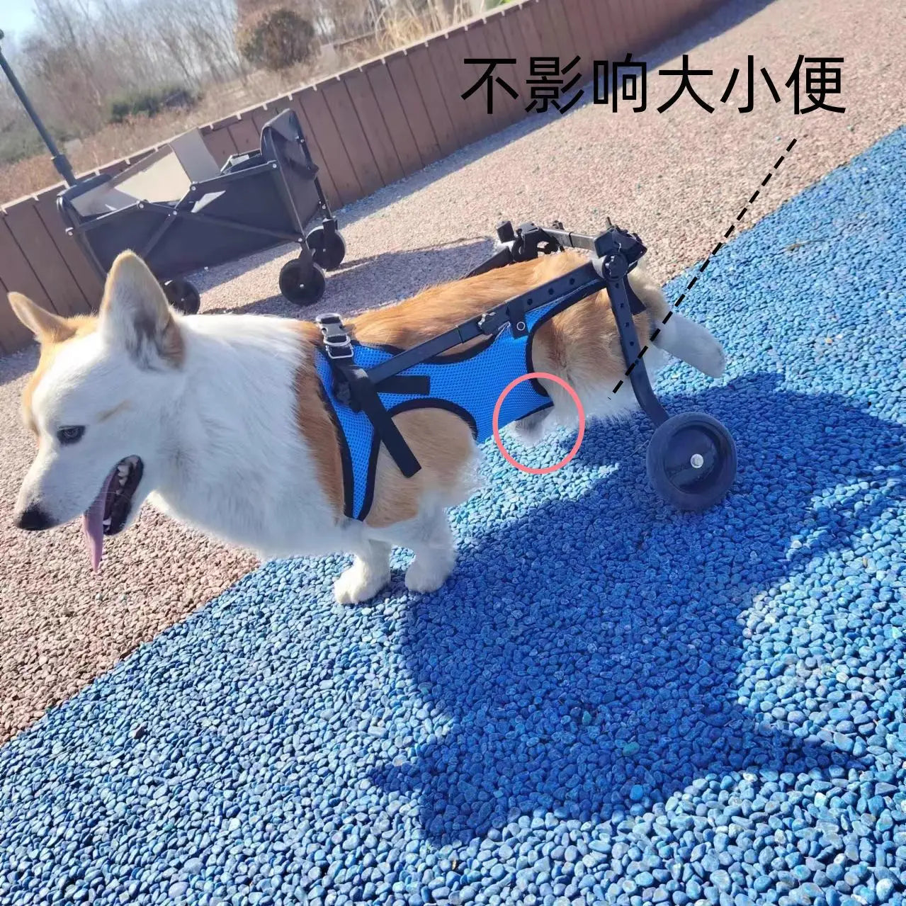 Pet Wheelchair Dog Wheelchair Hind Limb Paralysis Disabled Elderly Pet Scooter Dog Rehabilitation Walking Assist Vehicle
