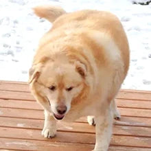 Poursweet 犬用舐めマット 吸​​盤付き スローフィーダー ペットの不安解消 猫の食事、ヨーグルト、ピーナッツバターのトレーニングに
