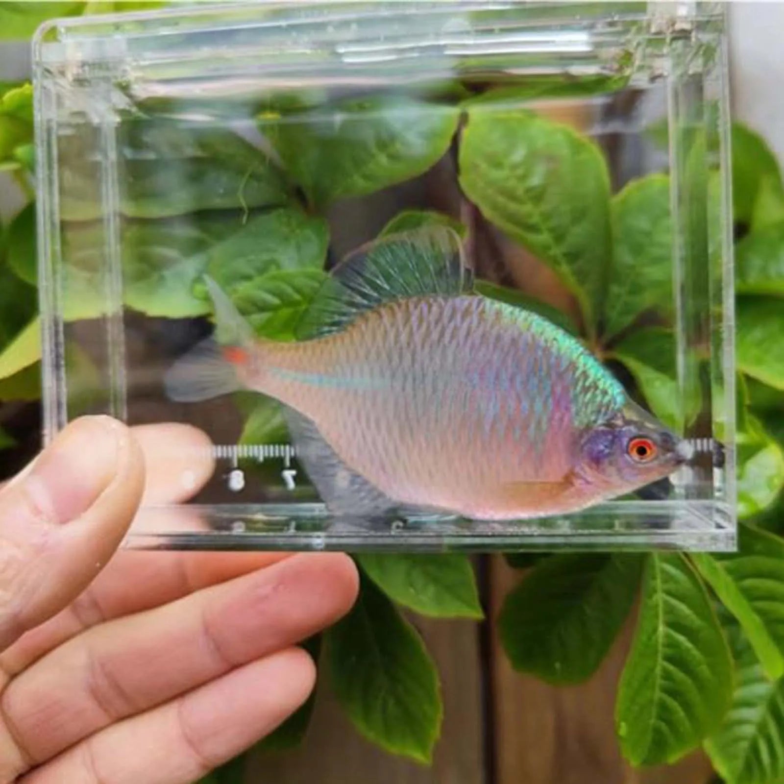 Portable Transparent Crystal Acrylic with Scale Fish Viewing Box Fish Tank Reptile Terrarium for Isolation Breeder Box Hatchery