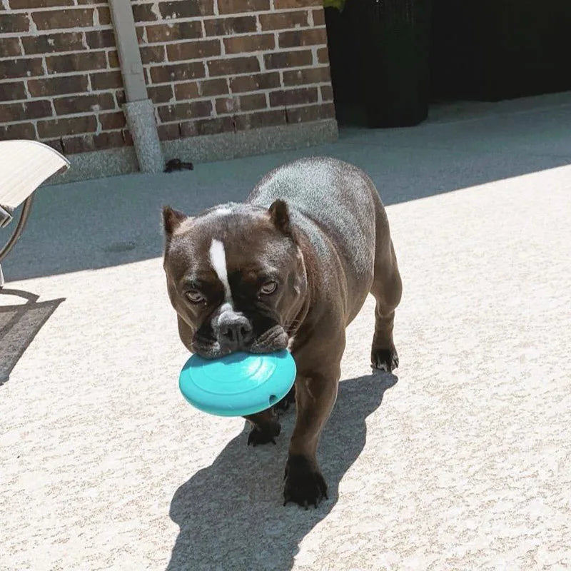 CAITEC Dog Toys Squeaking Foraging Disc Springy Durable Floatable Foraging and Chewing Pet Toy