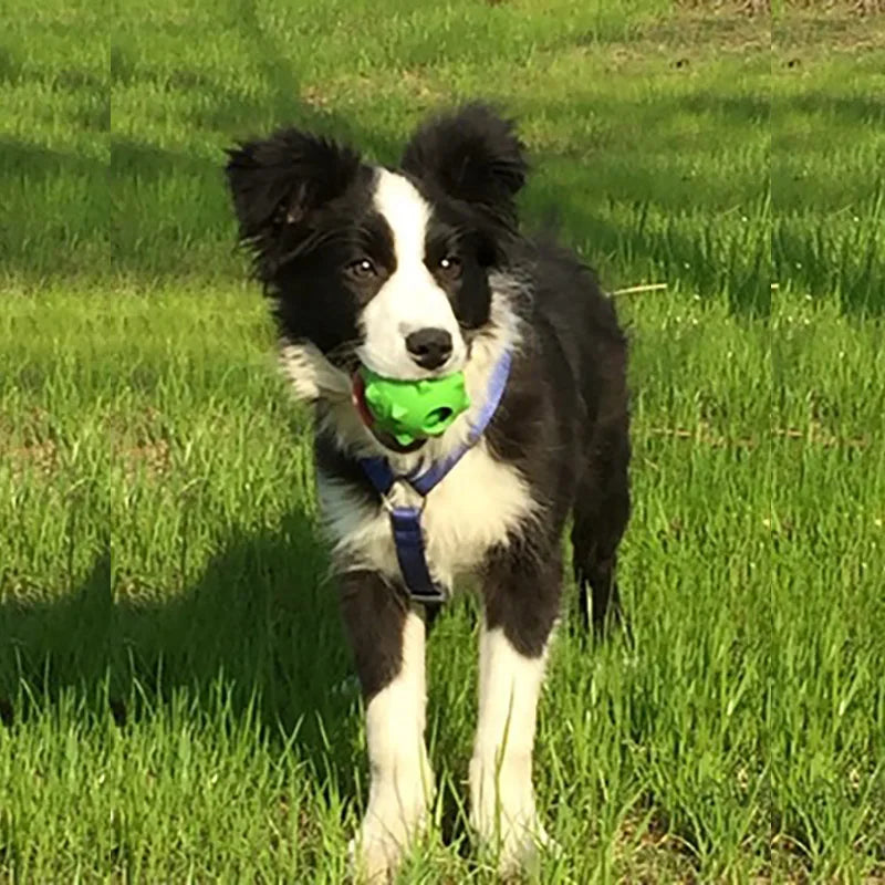 CAITEC Dog Toys Squeaking Ball Floatable Springy Squeaky Bite Resistant Double layer Soft Great for Tossing and Chasing