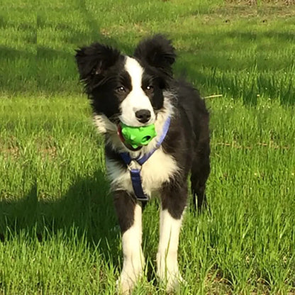 CAITEC Dog Toys Squeaking Ball Floatable Springy Squeaky Bite Resistant Double layer Soft Great for Tossing and Chasing