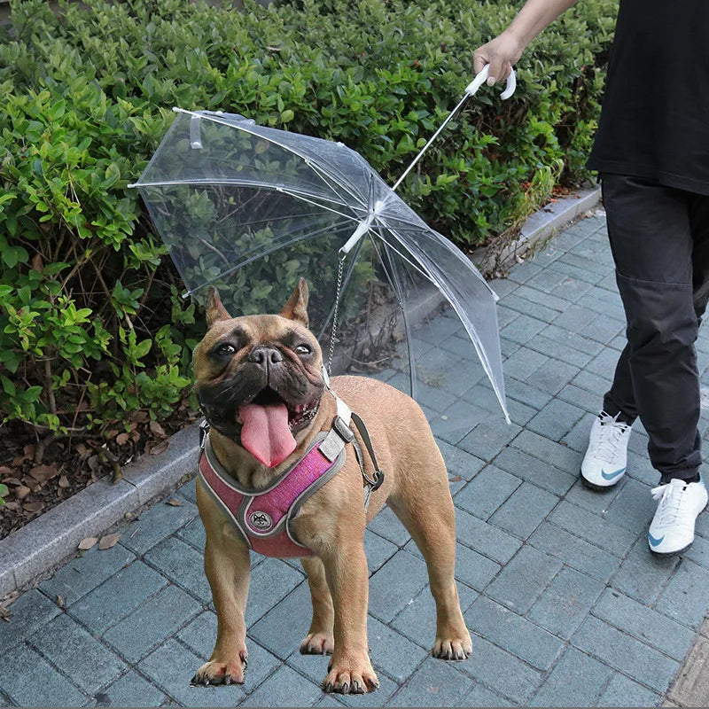 Take A Walk In Rainy Weather Teddy Small Dog With Leash Dog Umbrella For Rain And Snow