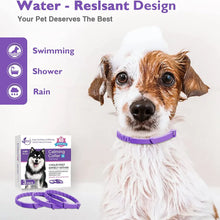 寵物鎮靜項圈(適用於貓狗)-薰衣草和洋甘菊