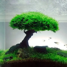 魚缸植物苔蘚樹裝飾造景木質植物根浮木水草水族箱配件(不含苔蘚)