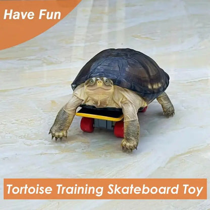 Mini Small Skateboard For Turtles Parrot Toy with 2 Turtle Feeding Ball Fruit Vegetable Holder Finger Skate Board For Tortoise