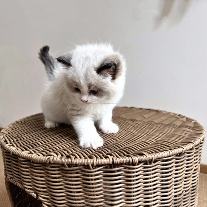 Brown Rattan Cat Cave Bed with Legs, Handwoven Pet Table
