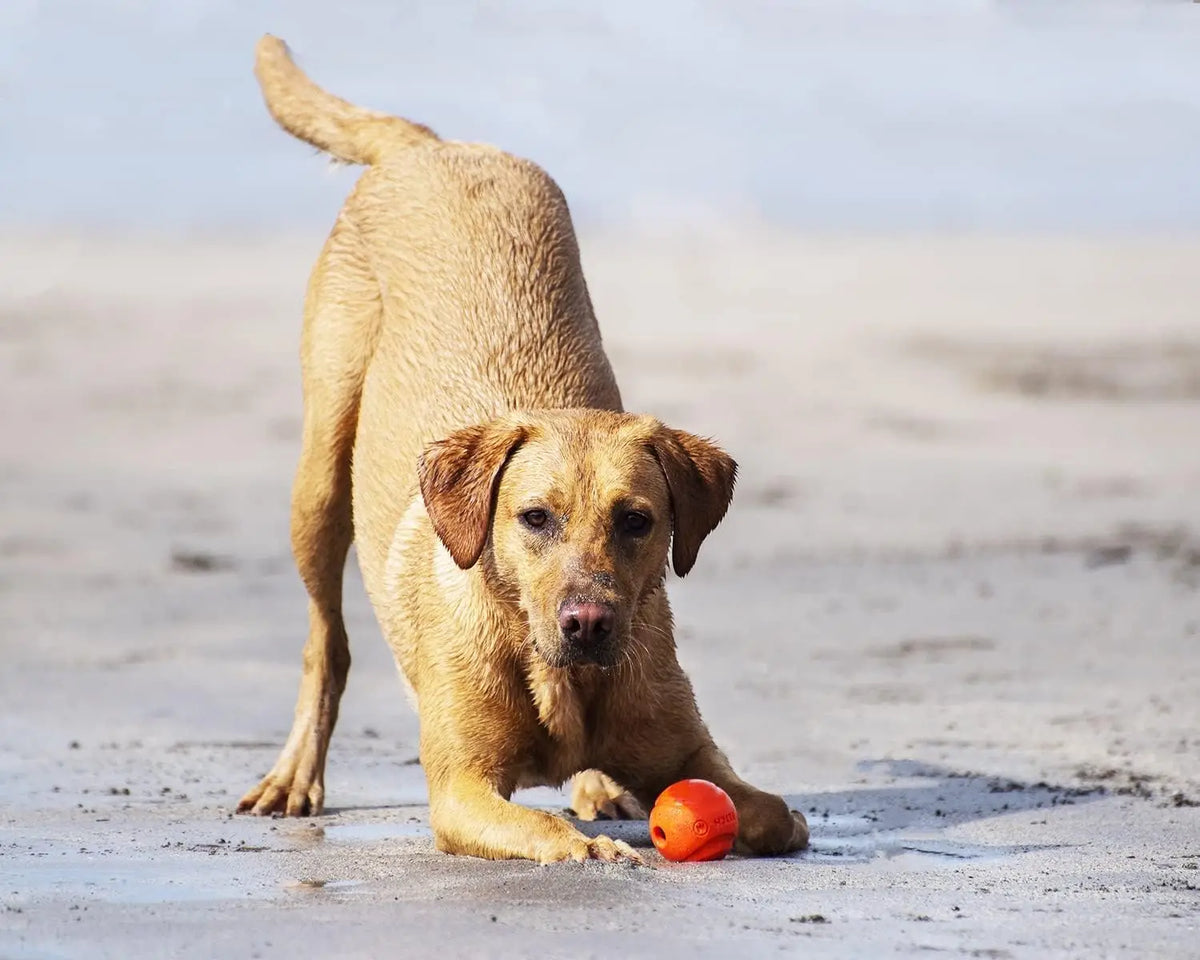 Chuckit Fetch Medley Dog Ball Dog Toys, Pack of 3