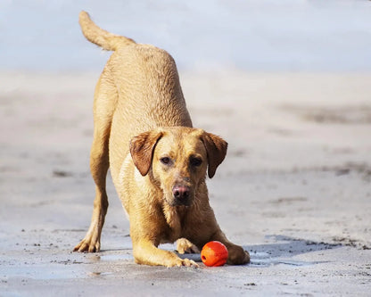 Chuckit Fetch Medley Dog Ball Dog Toys, Pack of 3