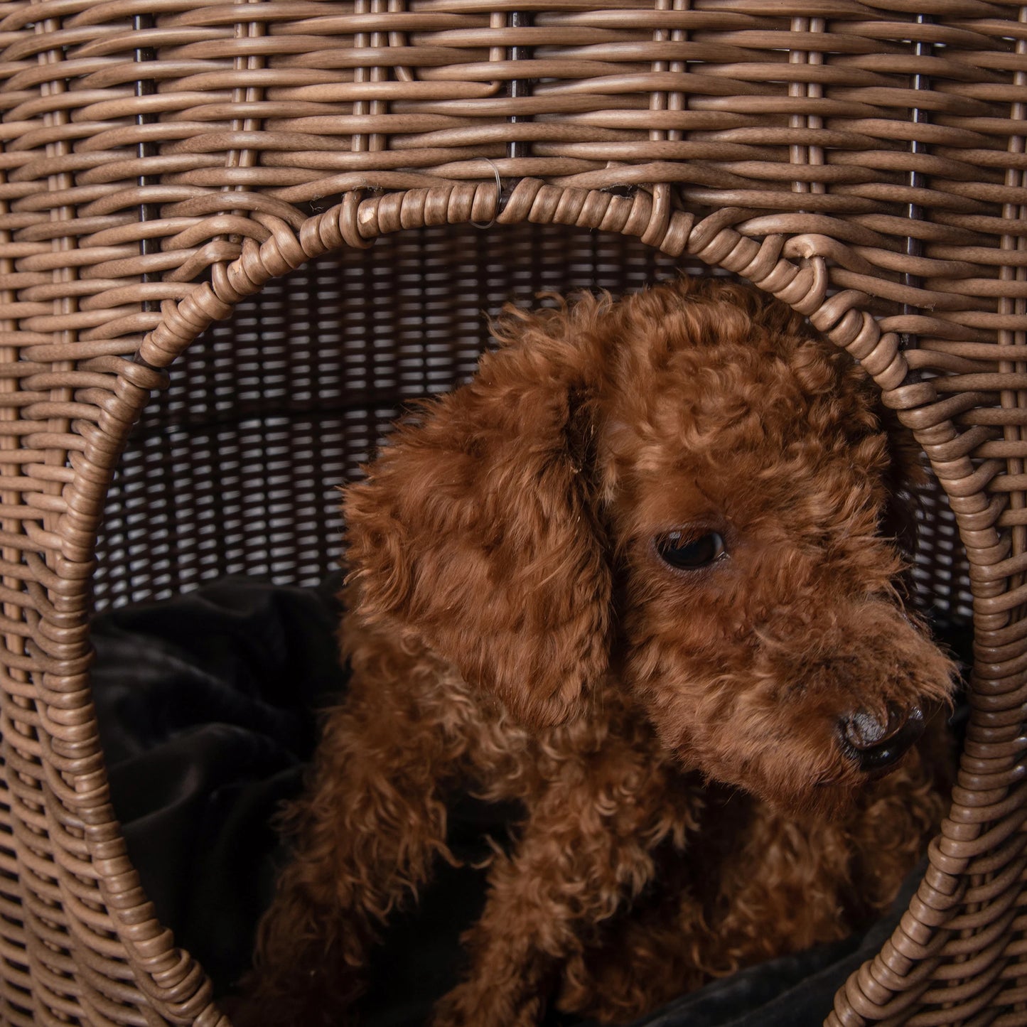 Brown Rattan Cat Cave Bed with Legs, Handwoven Pet Table