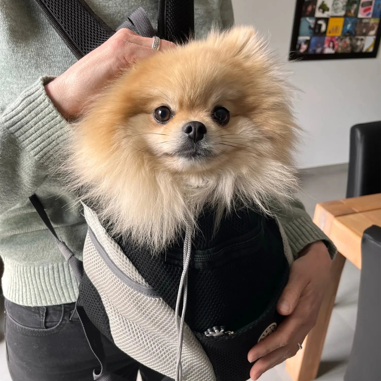 Pet Dog Carrier Bag Carrier For Dogs Backpack Portable Travel Breathable Dog Bag Outdoor Dog Carrier Bag Pet Carrying Supplies