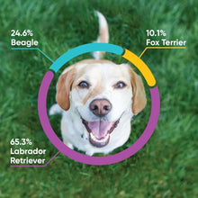 dog DNA test, breed health kit, canine DNA test, dog ancestry test, genetic health screening for dogs, MDR1 drug sensitivity test, dog health risk test, canine genetic traits, dog inbreeding coefficient, veterinary-grade DNA test, Schbit dog DNA kit, mixed-breed dog DNA, dog breed identification test, dog health test kit, pet genetic testing kit