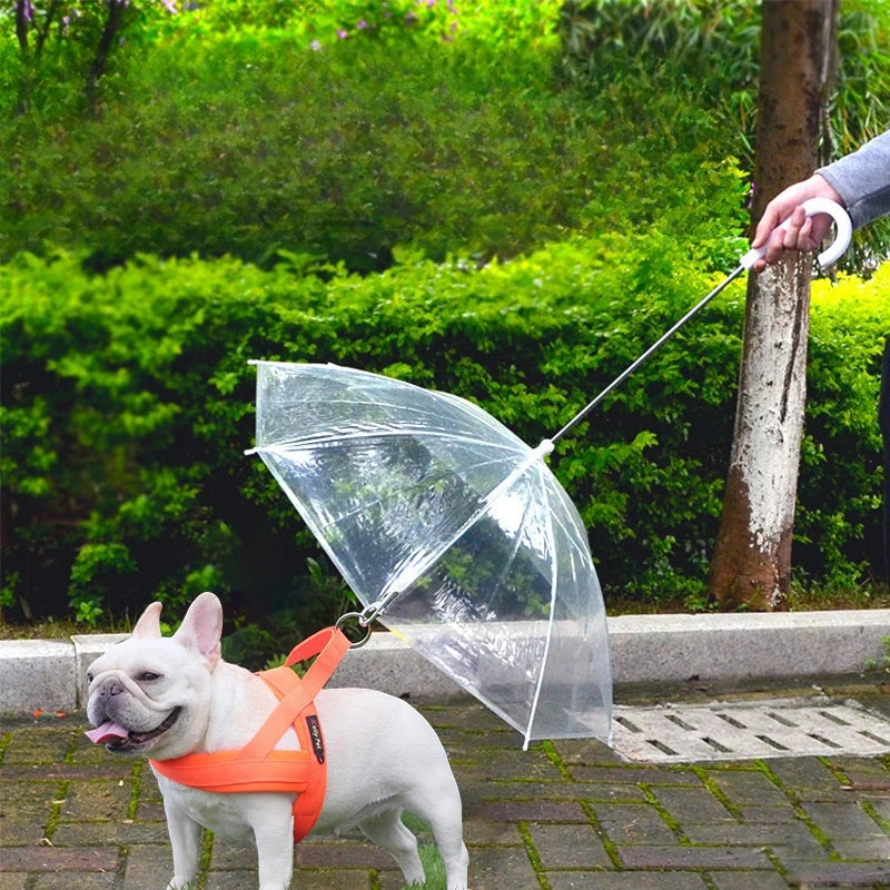 Take A Walk In Rainy Weather Teddy Small Dog With Leash Dog Umbrella For Rain And Snow