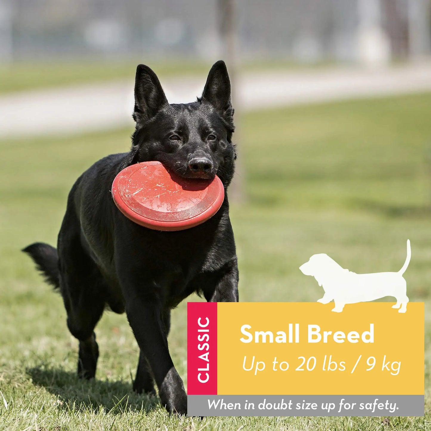 KONG - Flyer - Durable Rubber Flying Disc Dog Toy