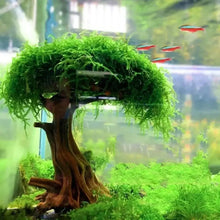 魚缸植物苔蘚樹裝飾造景木質植物根浮木水草水族箱配件(不含苔蘚)