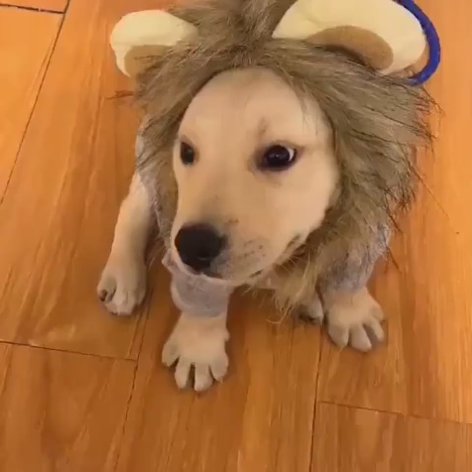 The Lion Transforms Into A Halloween Ghost Festiva